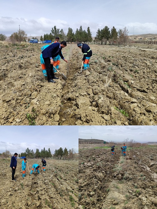 درختکاری و توسعه فضای سبزعمومی درپارک جنگلی شهر مزداوند