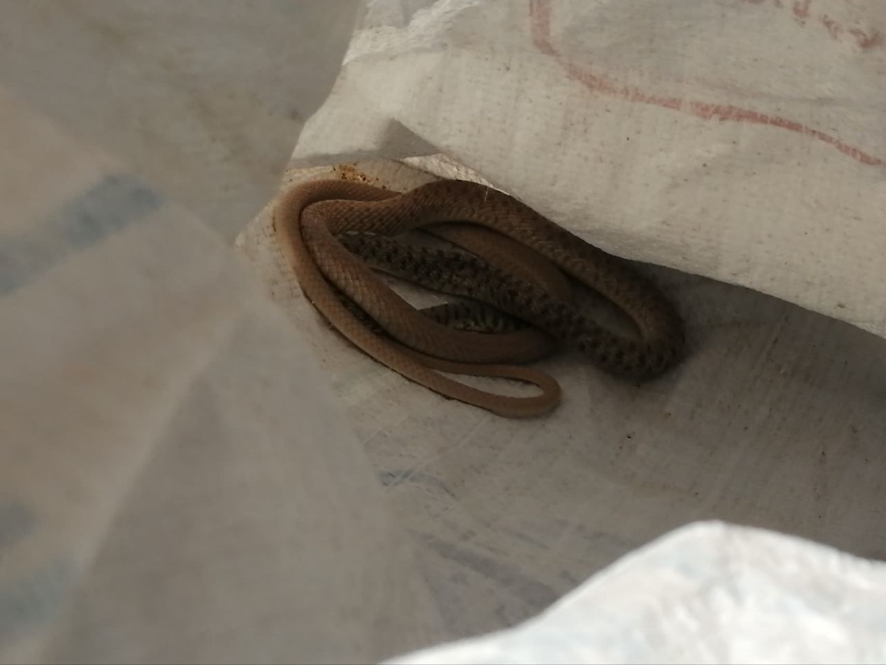 عملیات مارگیری توسط عوامل ایمنی و آتش نشانی شهرداری مزداوند داخل شهر و انتقال به حیاط وحش