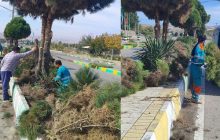 هرس پاییزی درختان بلوار امام رضا(ع) شهر مزداوند