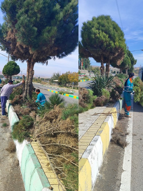 هرس پاییزی درختان بلوار امام رضا(ع) شهر مزداوند
